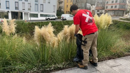 Galicia Ambiental intervén en Lalín e Silleda para evitar a dispersión de sementes de herba da Pampa